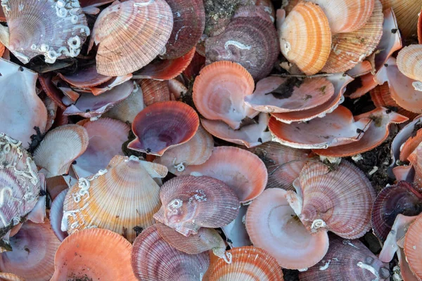 Collection of empty scallop shells on a beach