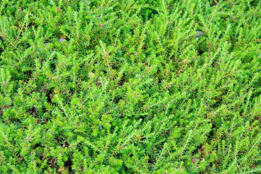 Yerde güzel yeşil yosun, yosunları yakın plan, makro..