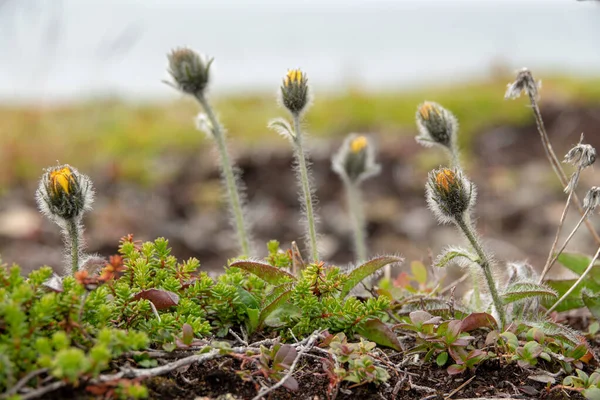Tapéta norway táj jellege a virágok sarkvidéki nap sarkvidéki nyár — Stock Fotó