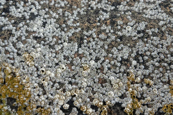 Muscheln an arktischen Meeresfelsen befestigt Hintergrund — Stockfoto