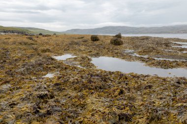 Islak yosun yosunu yüzeyi alçak gelgitte kapanıyor.