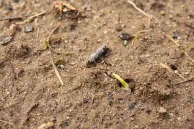 Yerde izole edilmiş altı bezelye bitkisinin filizleri. Çiçek açan küçük bitkilerin tohumları merkezde çapraz bir çizgi oluşturuyor. Yazmak için boşluk.