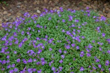 Trailing Blue Saxifraga Saxifrage 'ın Arkaplanı 