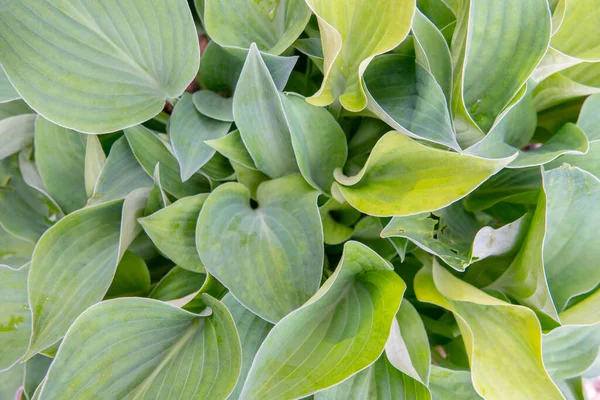 Φυτό Υποδοχής Φωτεινό Πράσινο Φόντο Φύλλα Για Σχεδιασμό — Φωτογραφία Αρχείου