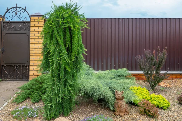 Pikea, küçük mücevher, nadir bulunan küçük kozalaklı, bahçeye ekilmiş Picea abies Inversa