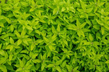 Çalılar için çalıların yaprakları