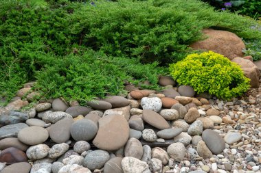 Alp kaydırak bitkileri ve taşlar bileşimi