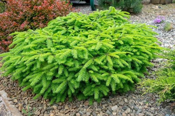 Picea Abies Little Gem Σπάνιο Νάνο Κωνοφόρο Φυτεμένο Στον Κήπο — Φωτογραφία Αρχείου