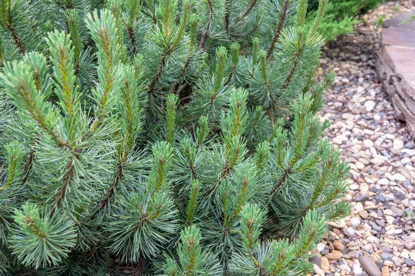 Picea Abies Little Gem Σπάνιο Νάνο Κωνοφόρο Φυτεμένο Στον Κήπο — Φωτογραφία Αρχείου