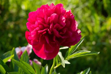 Arka planda çiçek açan pembe şakayıklar..