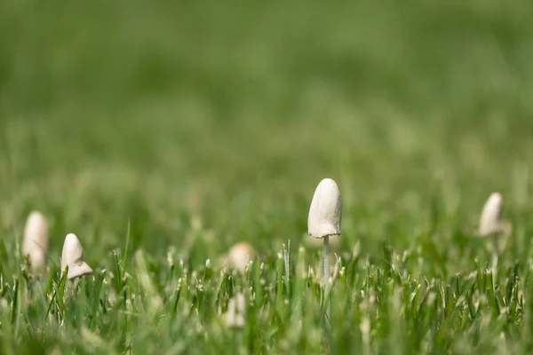 Wilde paddenstoel groeit in grasveld. Panaeolus subalteatus. Hallucinogene psilocybine met champignonentheogeen — Stockfoto