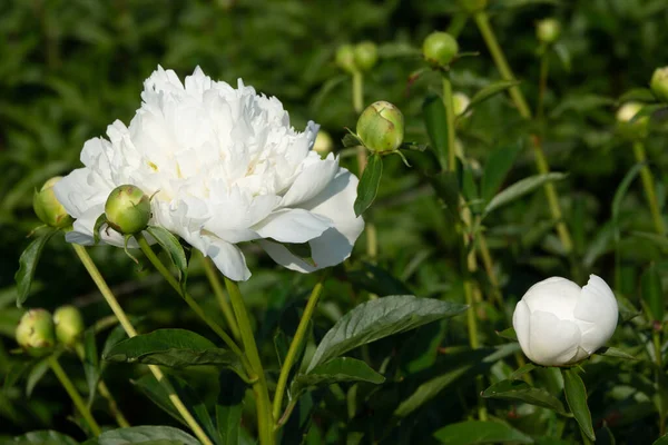 Pink flower peonies flowering on background pink flowers. — Stock Photo, Image