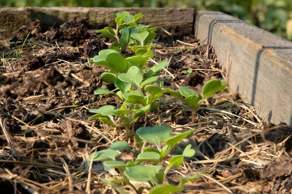 Arugula na cama. Os primeiros legumes no jardim no início da primavera. Eco cultivo de rabanetes em camas levantadas sem o uso de fertilizantes. Brotos de Arugula em solo fértil. — Fotografia de Stock