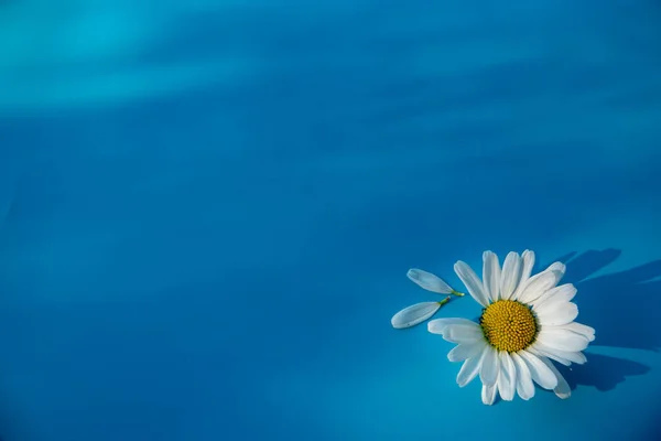 Güzel beyaz papatya mavinin üzerinde yatıyor.