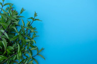 Renk arkaplan üzerinde taze nane yaprakları ile düz konum