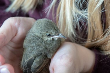 Bir kız, ormanın yavru kuşunu elinde tutuyor.