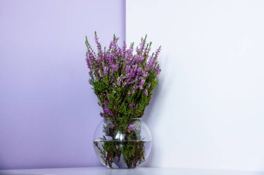 Erica Carnea kış fundalığı, kış çiçeği fundalığı, bahar Alp Dağları pembe çiçekleri. Çiçekli Erica Carnea Süs bitkisi