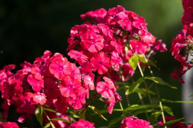 Phlox paniklemiş, fenomen düşmüş, bahçe fenomeni.