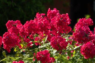 Üç boyutlu katı figürlere sahip renkli soyut geometrik arkaplan. Renkli kağıda düzenlenmiş iki yüzlü piramit prizması dikdörtgen küp.