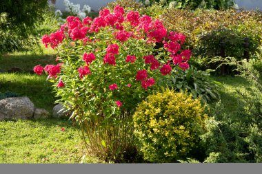 Üç boyutlu katı figürlere sahip renkli soyut geometrik arkaplan. Renkli kağıda düzenlenmiş iki yüzlü piramit prizması dikdörtgen küp.