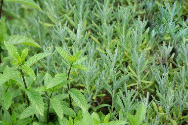 Üç boyutlu katı figürlere sahip renkli soyut geometrik arkaplan. Renkli kağıda düzenlenmiş iki yüzlü piramit prizması dikdörtgen küp.