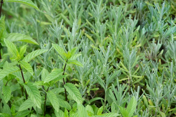 Üç boyutlu katı figürlere sahip renkli soyut geometrik arkaplan. Renkli kağıda düzenlenmiş iki yüzlü piramit prizması dikdörtgen küp.