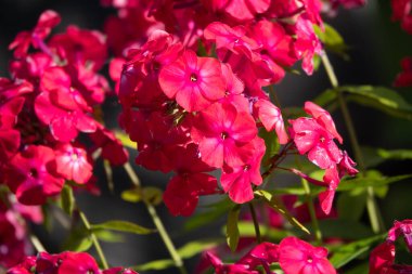 Phlox paniklemiş, fenomen düşmüş, bahçe fenomeni.