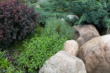 Frenk soğanı, lavanta, biberiye, nane, kedi nanesi ve daha pek çok şeyle güzel çiçek açan bitki bahçesi..