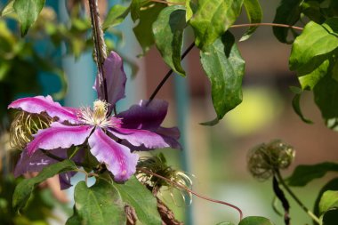 Çiçekli klematis Niobe bahçede.