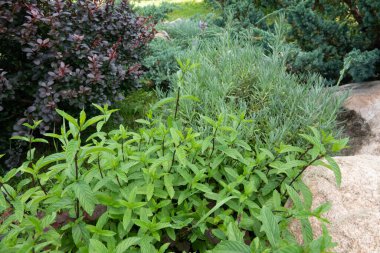 Frenk soğanı, lavanta, biberiye, nane, kedi nanesi ve daha pek çok şeyle güzel çiçek açan bitki bahçesi..