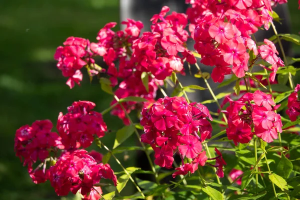 Phlox paniklemiş, fenomen düşmüş, bahçe fenomeni.