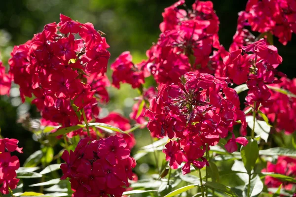 Phlox Paniculata Őszi Phlox Kerti Phlox Évelő — Stock Fotó