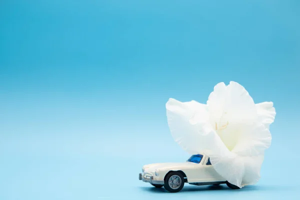 White retro toy car delivering a bouquet of flowers on a blue background. Postcard February 14, Valentines Day. Flower delivery. March 8, International Happy Womens Day.