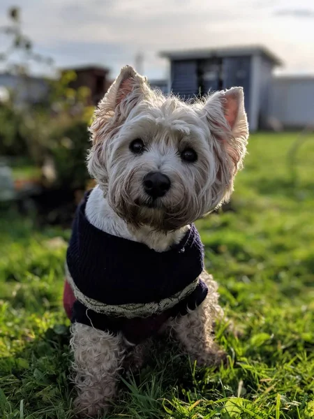 Batı Dağlık beyaz korkunç yeşil çimenlerin üzerinde