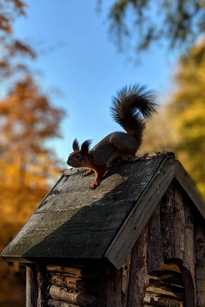 Sincap bir besleyici üzerinde