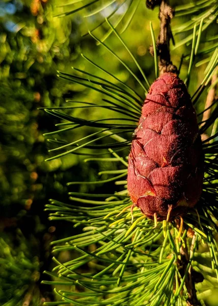 pine tree branch with cones