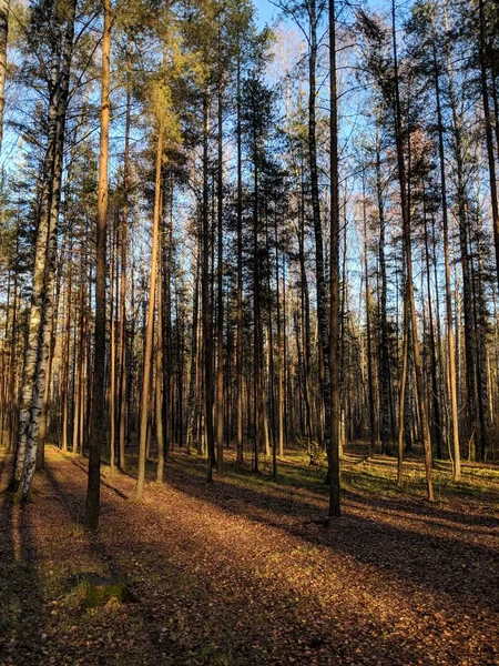 Sonbahar ormanında yol