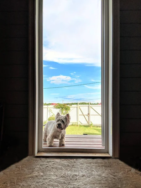 Dog Window — Stock Photo, Image