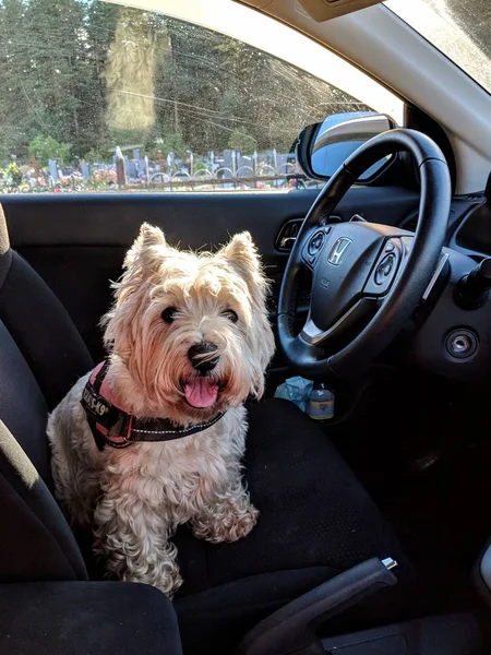 Perro Coche — Foto de Stock