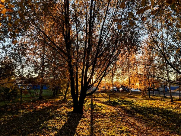 公園内の秋 — ストック写真