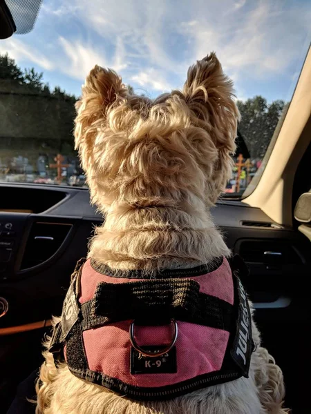 Cão Carro — Fotografia de Stock