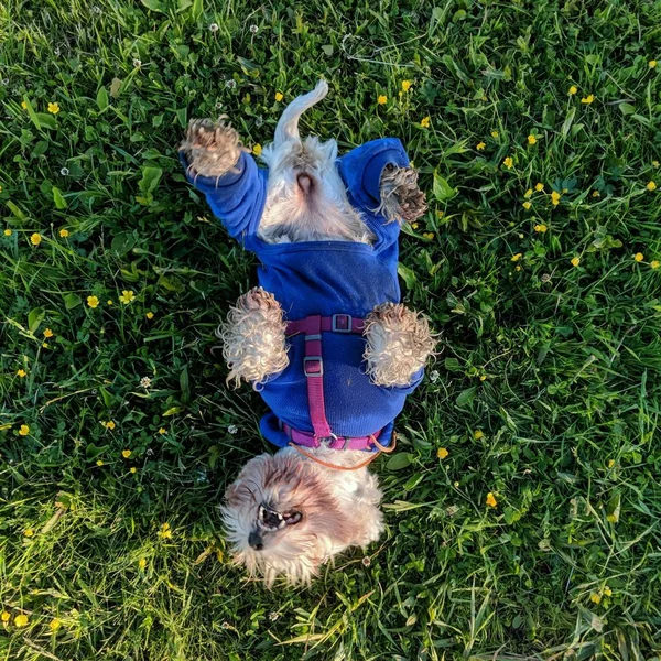 Dog Garden — Stock Photo, Image