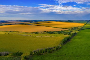 Rusya 'nın Rostov bölgesinde buğday, çavdar ve ayçiçeği tarlaları. Şafakta.