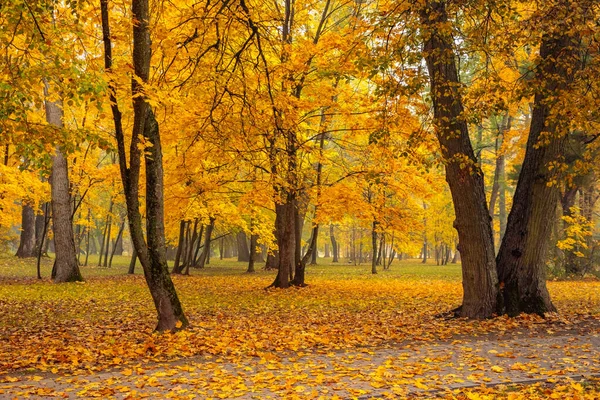 Oak Aley Jesienny Dzień Mińsku Bajka Piękno Park Loshitsa Mińsku — Zdjęcie stockowe