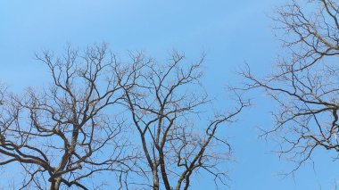 Yapraksız ağaçlar gökyüzüne karşı