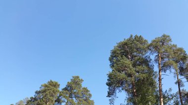 Ağaçlar gökyüzüne karşı