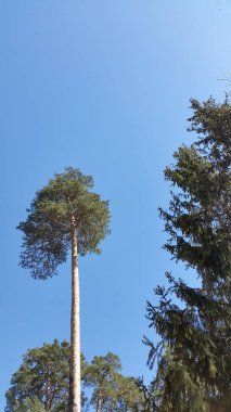 Ağaçlar gökyüzüne karşı