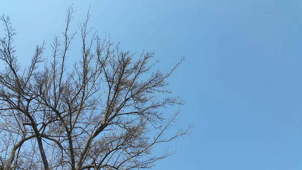 Bäume Ohne Blätter Gegen Den Himmel — Stockfoto