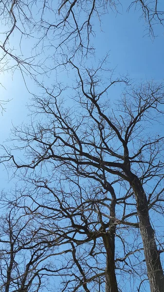 Bäume Ohne Blätter Gegen Den Himmel — Stockfoto