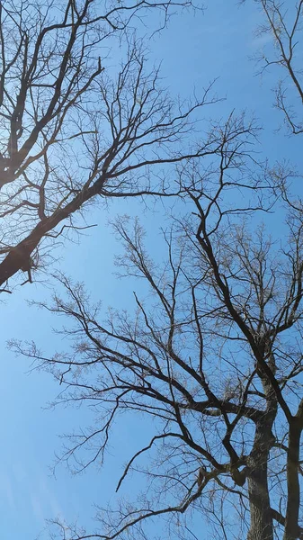 Alberi Senza Foglie Contro Cielo — Foto Stock